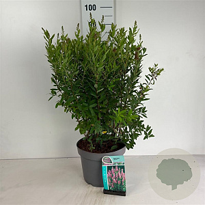 Spiraea billardii 80-100 cm 10L