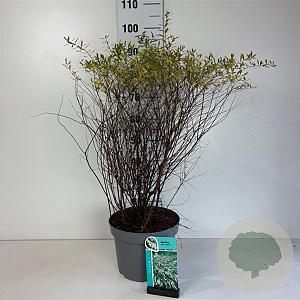 Spiraea cinerea 'Grefsheim' 60-80 cm 10L