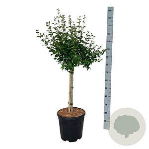 Syringa Bloomerang Pink Perfume 60 cm stam 15L