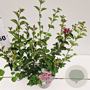 Syringa meyeri Flowerfesta Pink 30-40 cm 2,5L