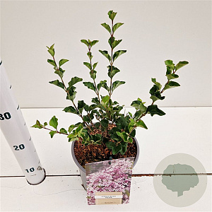 Syringa meyeri 'Palibin' 25-30 cm 2,5L