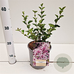 Syringa meyeri 'Palibin' 25-30 cm 2,5L