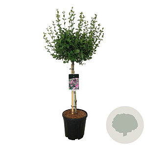 Syringa meyeri 'Palibin' 60 cm stam 15L