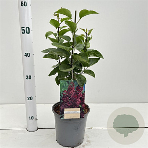 Syringa v. 'And. an Ludwig Späth' 30-40 cm 2,5L