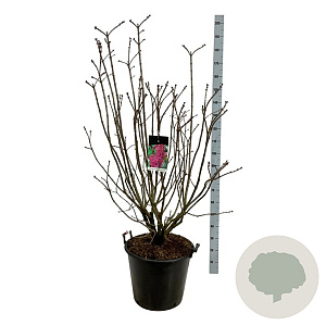 Syringa v. 'And. an Ludwig Späth' 125-150 cm cont. 55L extra