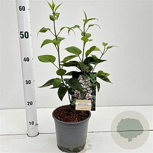Syringa v. Beauty of Moscow 30-40 cm 2,5L