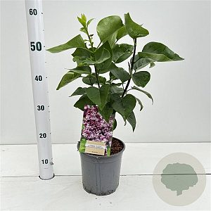 Syringa v. 'Katherine Havemeyer' 30-40 cm 2,5L