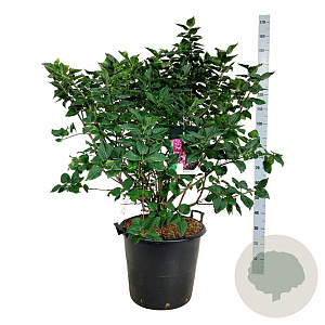 Syringa v. 'Michel Buchner' 100-125 cm cont. 55L extra