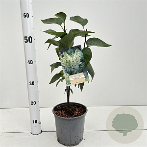 Syringa v. 'Primrose' 30-40 cm 2,5L