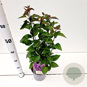 Syringa v. 'Ruhm von Horstenstein' 30-40 cm 2,5L