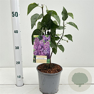 Syringa v. 'Ruhm von Horstenstein' 30-40 cm 2,5L