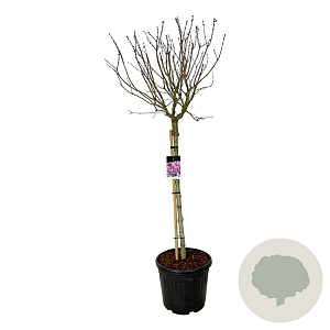 Syringa v. 'Sensation' 120 cm stam cont. 55L extra