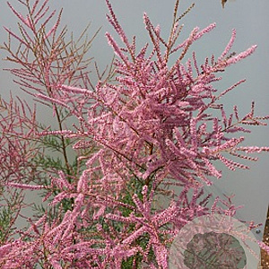 Tamarix ramos. 'Pink Cascade' 250-300 cm draadkluit meerstammig