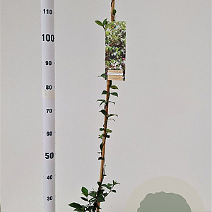 Trachelospermum jasminoides 100-125 cm 2,5L