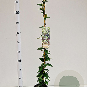 Trachelospermum jasminoides 100-125 cm 2,5L