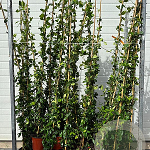 Trachelospermum jasminoides 150-175 cm 3,0L met stok