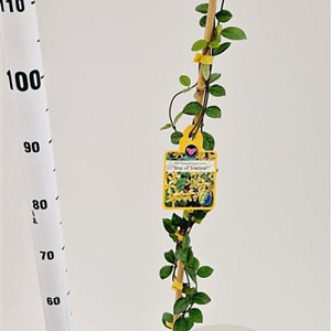 Trachelospermum j. Star of Toscane 100-125 cm 2,5L