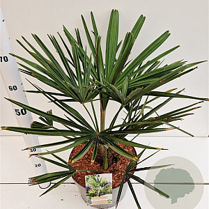Trachycarpus fortunei 40-50 cm 10L
