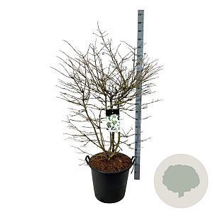 Viburnum plic. Kilimandjaro 150-175 cm cont. 55L extra