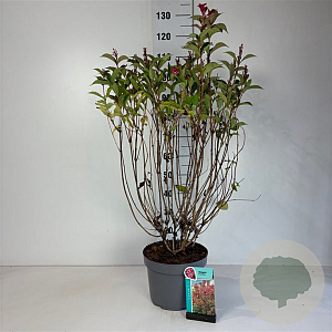 Weigela 'Bristol Ruby' 60-80 cm 10L