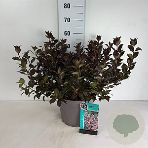 Weigela florida 'Foliis Purpureis' 40-50 cm 10L