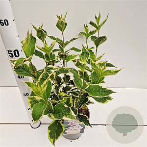 Weigela florida 'Variegata' 30-40 cm 2,5L