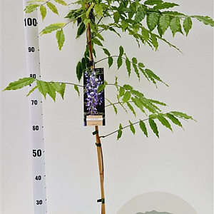 Wisteria sinensis 100-125 cm rozenpot 2L