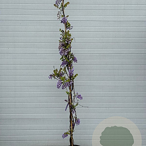 Wisteria sinensis 300 cm 20L