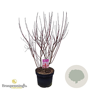 Cornus alba Miracle 60-80 cm 10L