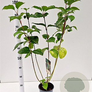 Cornus alba 'Sibirica' 40-50 cm 2,5L