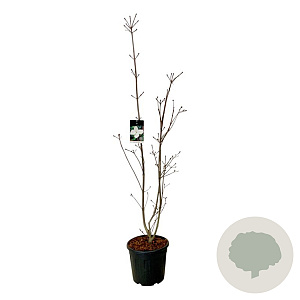 Cornus kousa 'Venus' 175-200 cm 30L extra