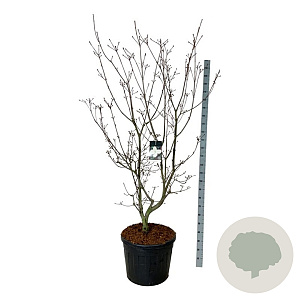 Cornus kousa 'Venus' 200-250 cm cont. 90L extra