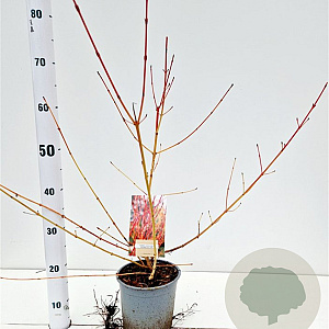 Cornus sang. 'Midwinter Fire' 20-30 cm 2,5L