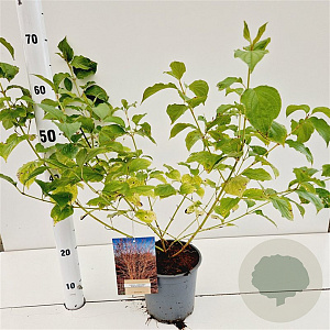 Cornus sang. 'Winter Beauty' 30-40 cm 2,5L