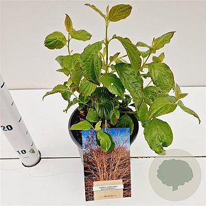 Cornus sang. 'Winter Beauty' 30-40 cm 2,5L