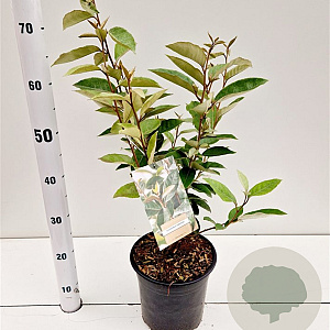Elaeagnus ebbingei 40-60 cm 3,0L