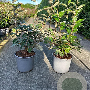 Elaeagnus ebbingei 40-60 cm 3,0L