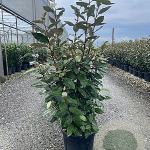 Elaeagnus ebb. 'Compacta' 80-100 cm 9L