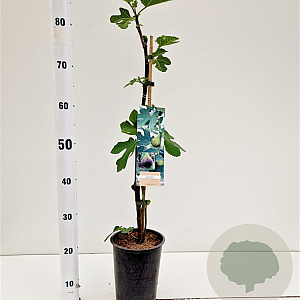 Ficus car. 'Brown Turkey' 40-50 cm rozenpot 3L