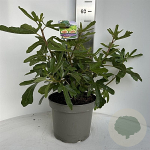 Ficus car. 'Brown Turkey' 40-50 cm 5,0L