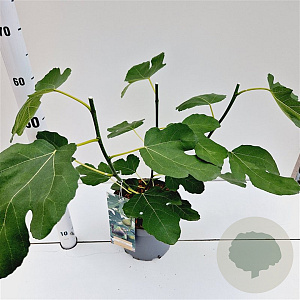 Ficus car. 'Brown Turkey' 40-50 cm 5,0L