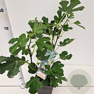 Ficus car. 'Brown Turkey' 50-60 cm 5,0L