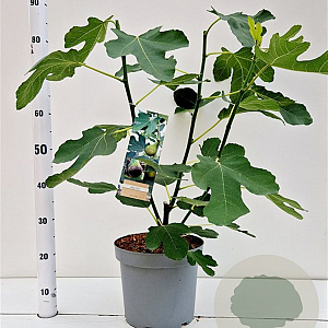 Ficus car. 'Brown Turkey' 50-60 cm 7,5L