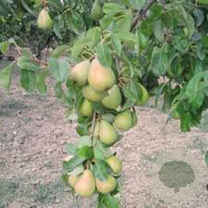 Pyrus c. 'Coscia' 14-16 HA draadkluit 3 X verplant