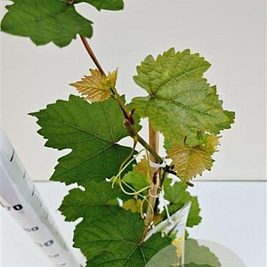 Vitis 'Bianca' 70-80 cm 2,5L