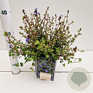 Ceratostigma griffithii 30-40 cm 2,5L