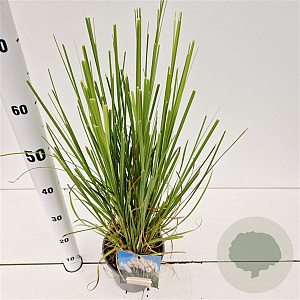 Cortaderia selloana 40-50 cm 2,5L