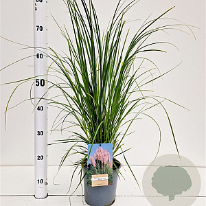 Cortaderia s. 'Rosea' 40-50 cm 2,5L