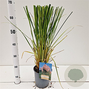 Cortaderia s. 'Rosea' 40-50 cm 2,5L