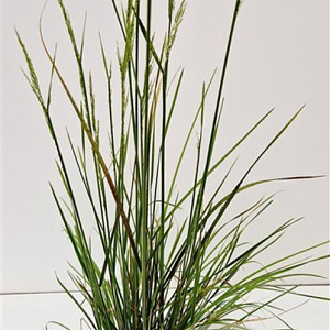 Deschampsia cesp. 'Goldschleier' 60-80 cm 4,0L